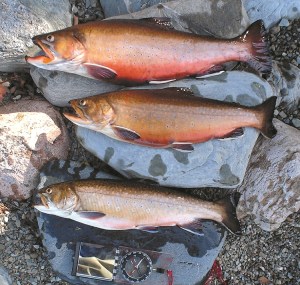 3 Trout 2