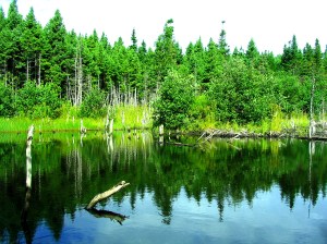 beaver pond