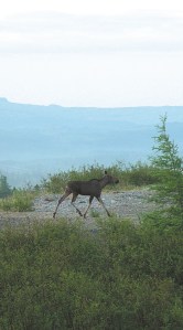 Moose 1